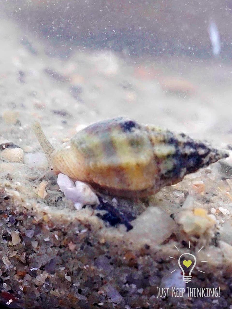 12_Common Whelk_GradedJKT