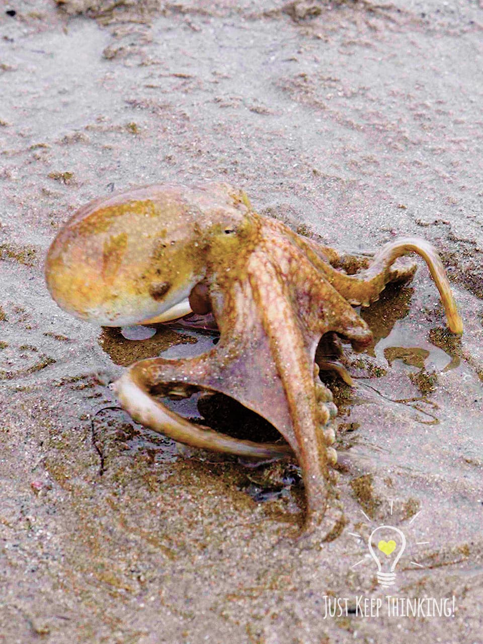 13_Big-headed Seagrass Octopus_GradedJKT