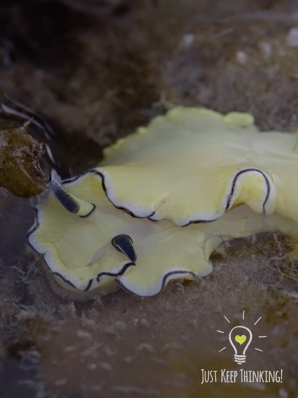 13_Cheesecake Nudibranch_GradedJKT