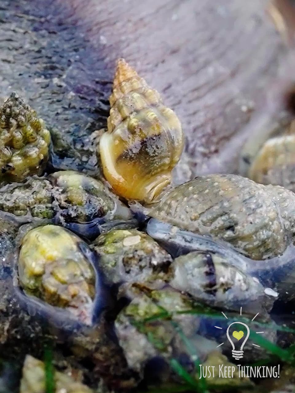 13_Common Whelk_GradedJKT