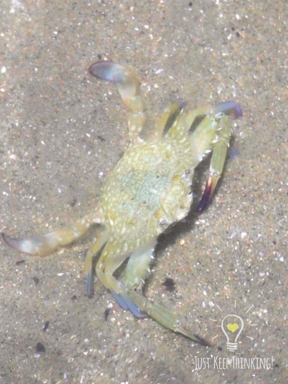 13_Flower Crab_GradedJKT