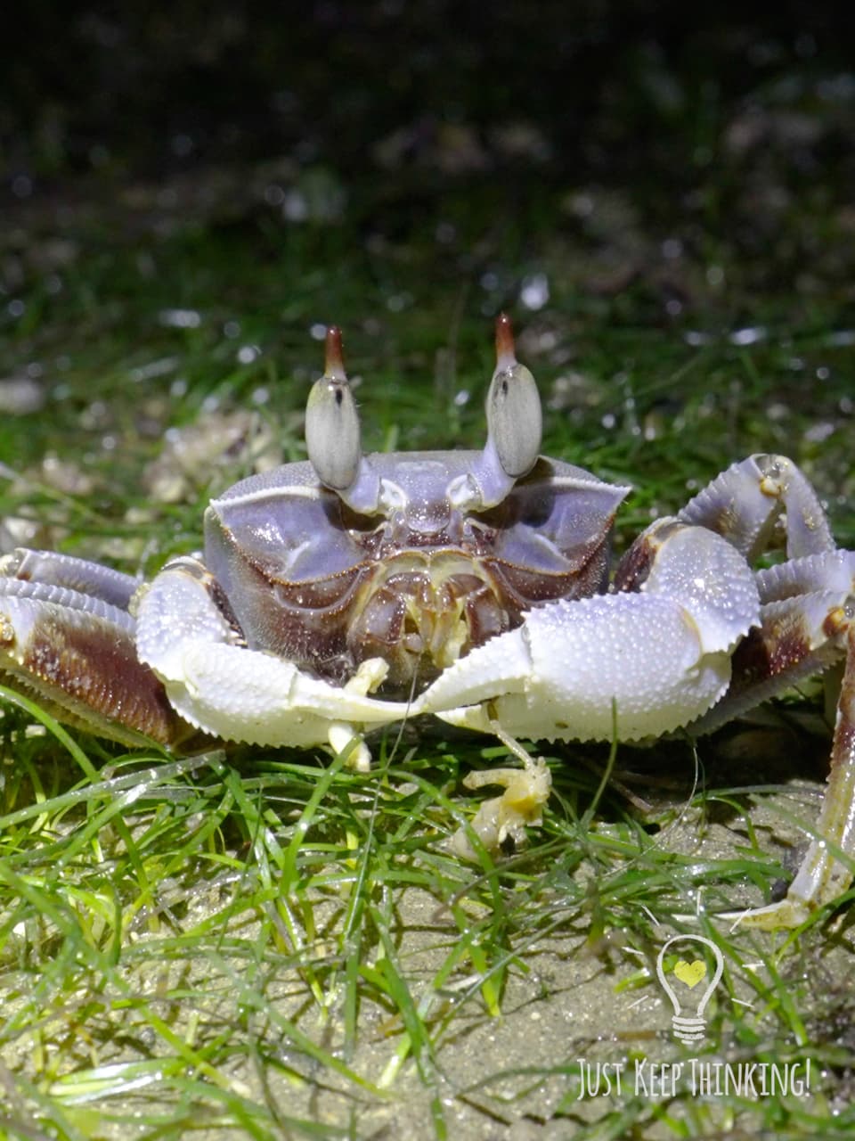 13_Horn-eyed Ghost Crab_GradedJKT