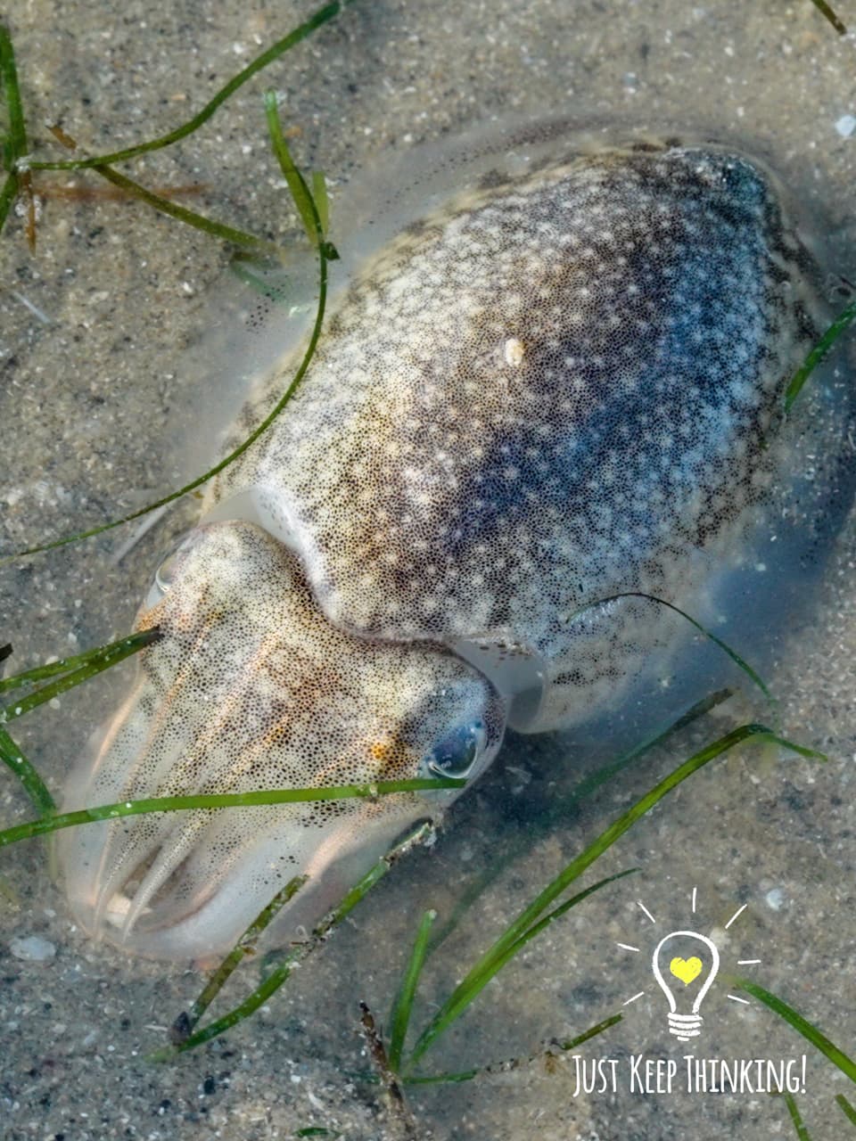 13_Smooth Cuttlefish_GradedJKT