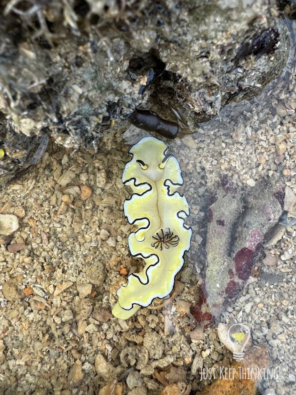 15_Cheesecake Nudibranch_GradedJKT