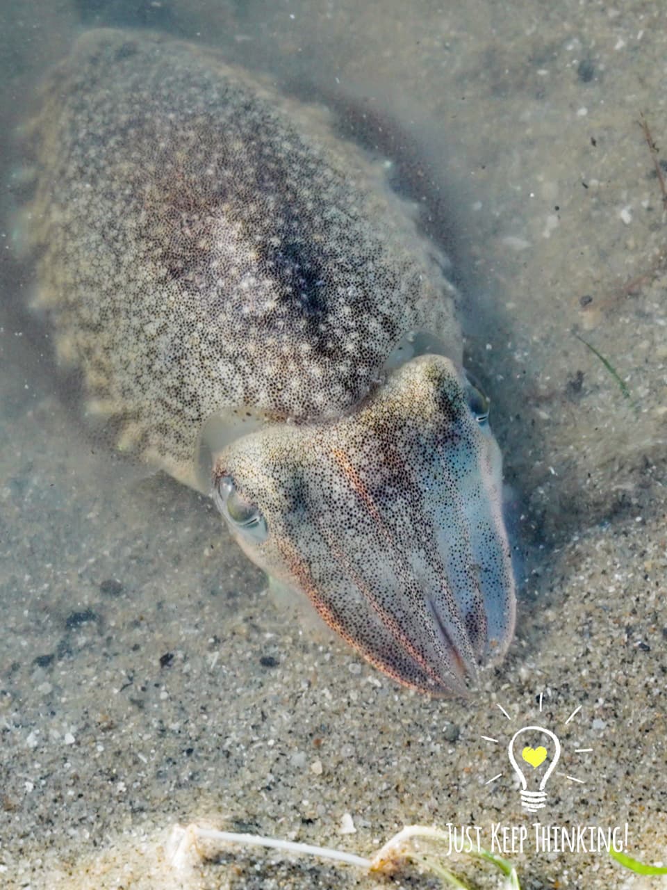 15_Smooth Cuttlefish_GradedJKT