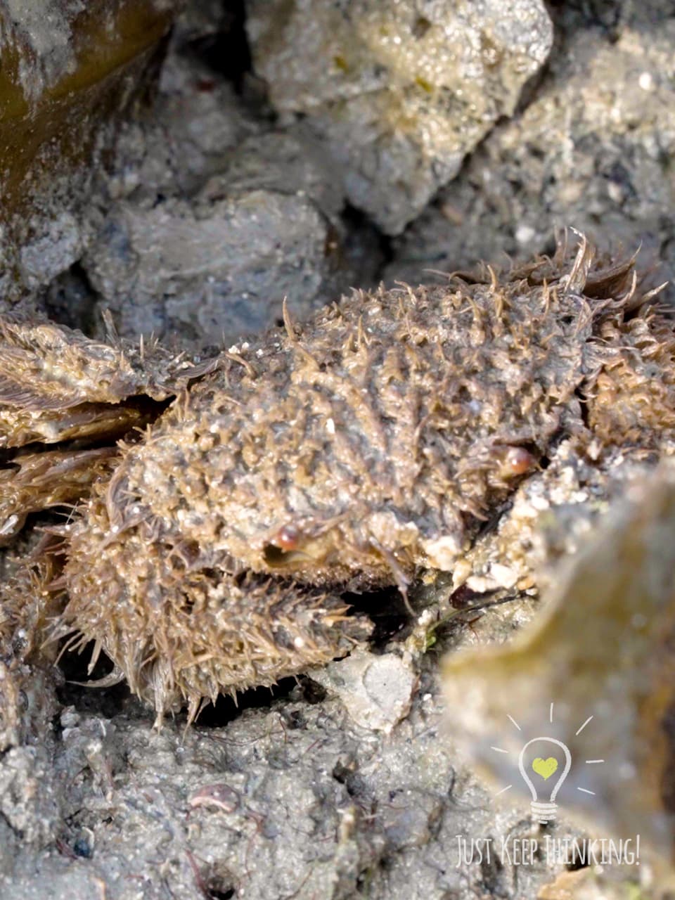 16_Hairy Crab_GradedJKT