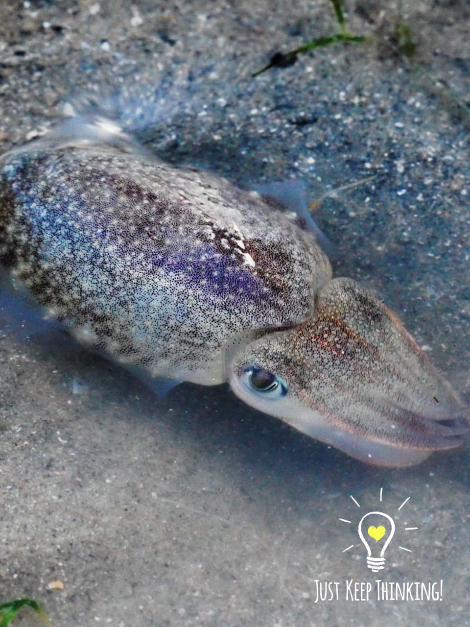 19_Smooth Cuttlefish_GradedJKT