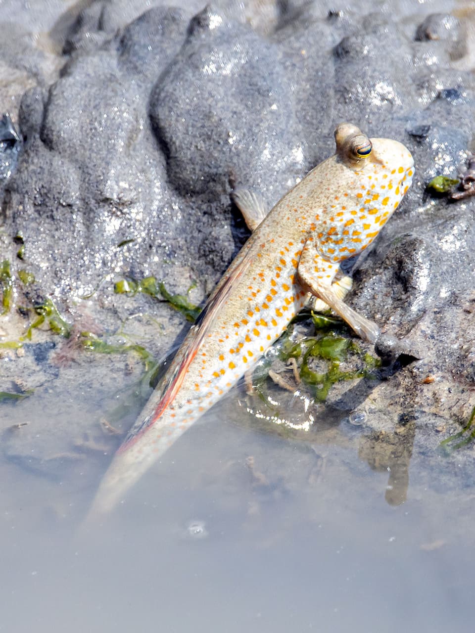 1_Gold-spotted Mudskipper_Adobe Stock