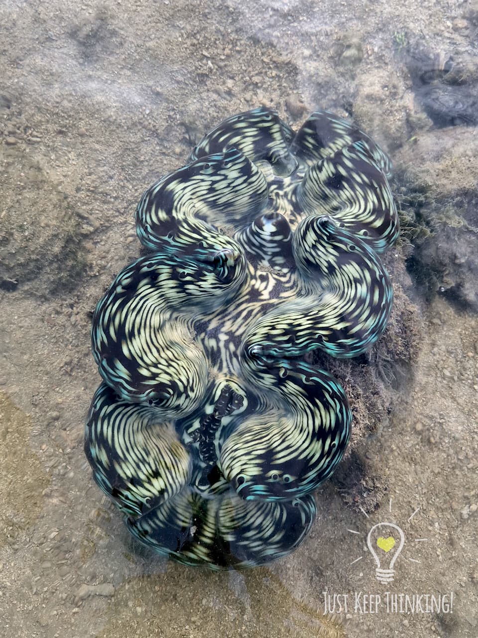 2_Fluted Giant Clam_GradedJKT