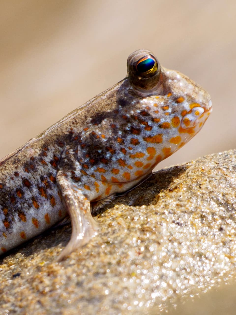 2_Gold-spotted Mudskipper_Adobe Stock