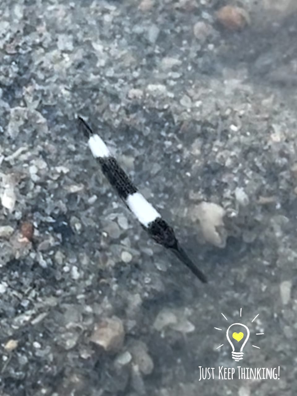 2_Halfbeak_GradedJKT