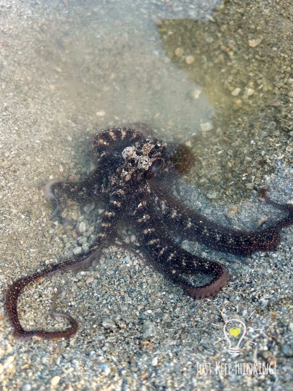 2_Reef Octopus_GradedJKT
