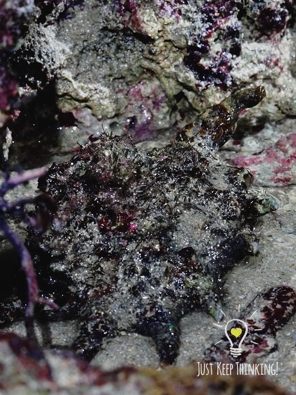 2_Spider Conch_GradedJKT