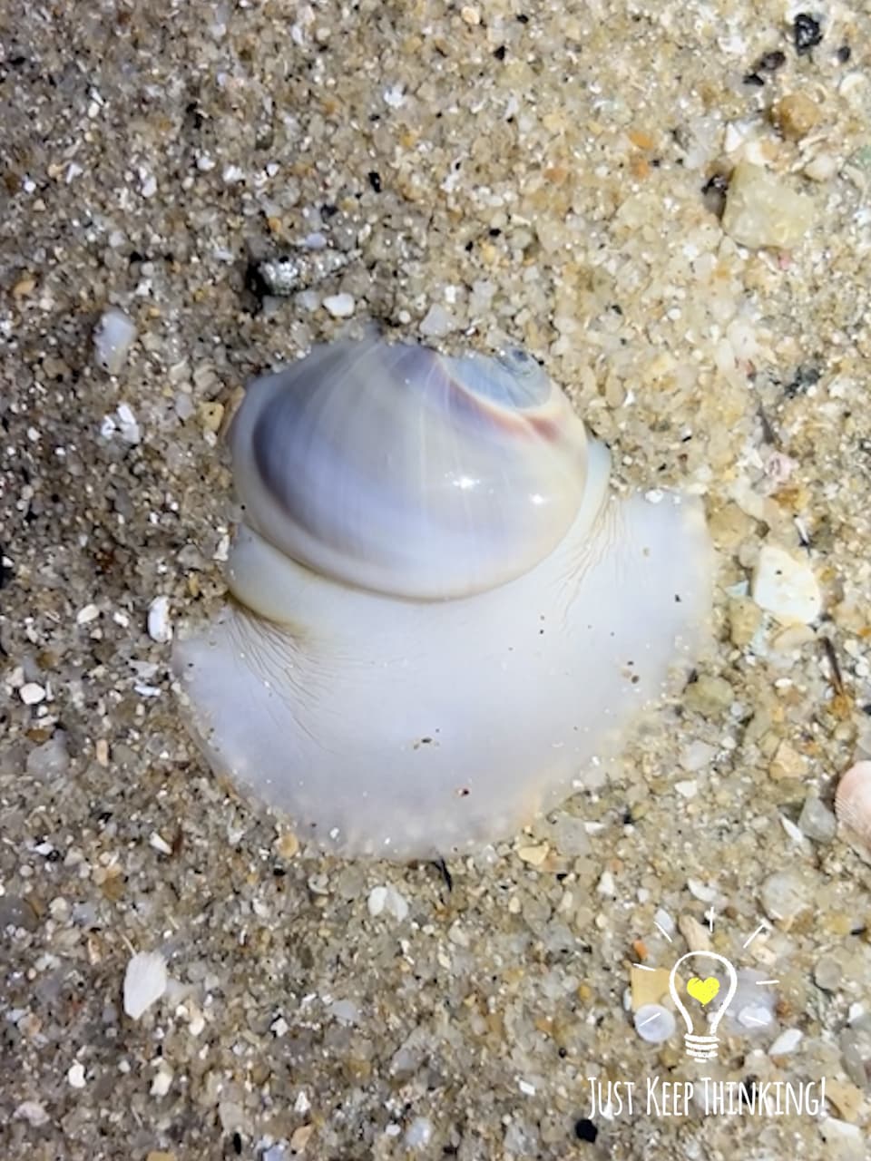3_Ball Moon Snail_GradedJKT