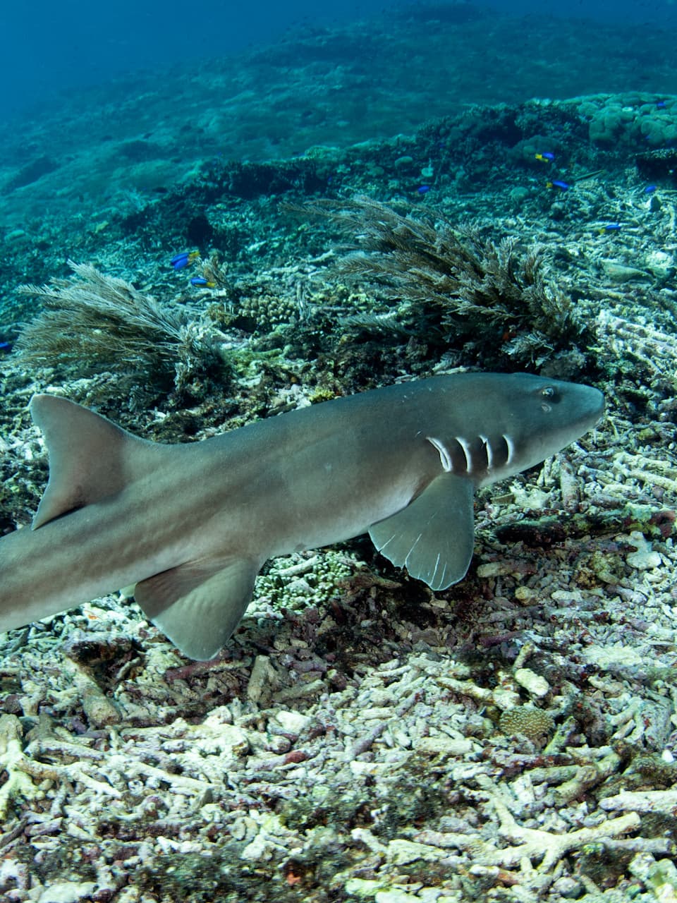 3_Brown-banded Bamboo Shark