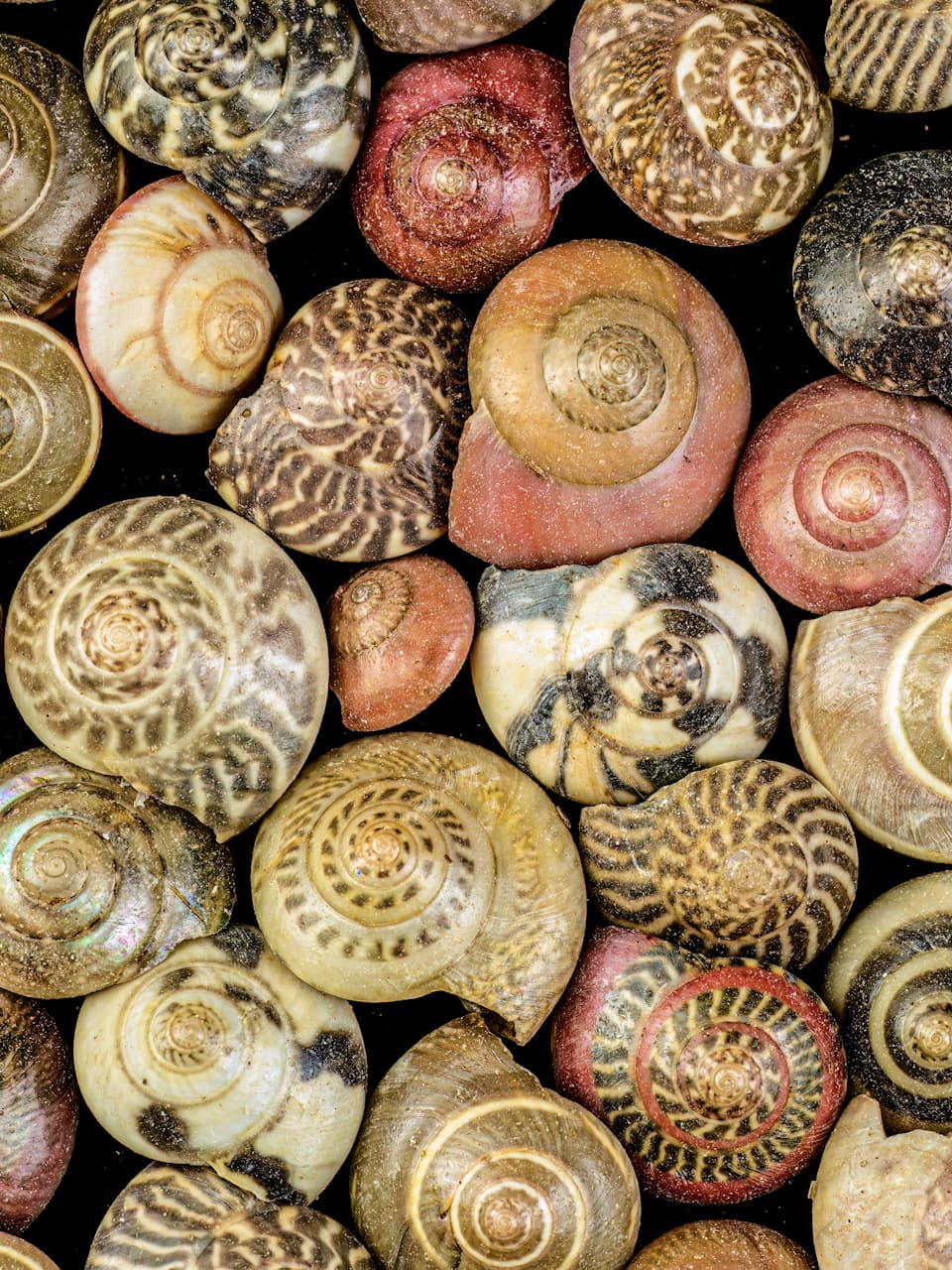 3_Button Snail_Adobe Stock