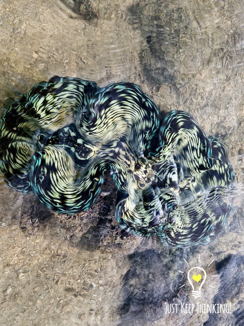 3_Fluted Giant Clam_GradedJKT