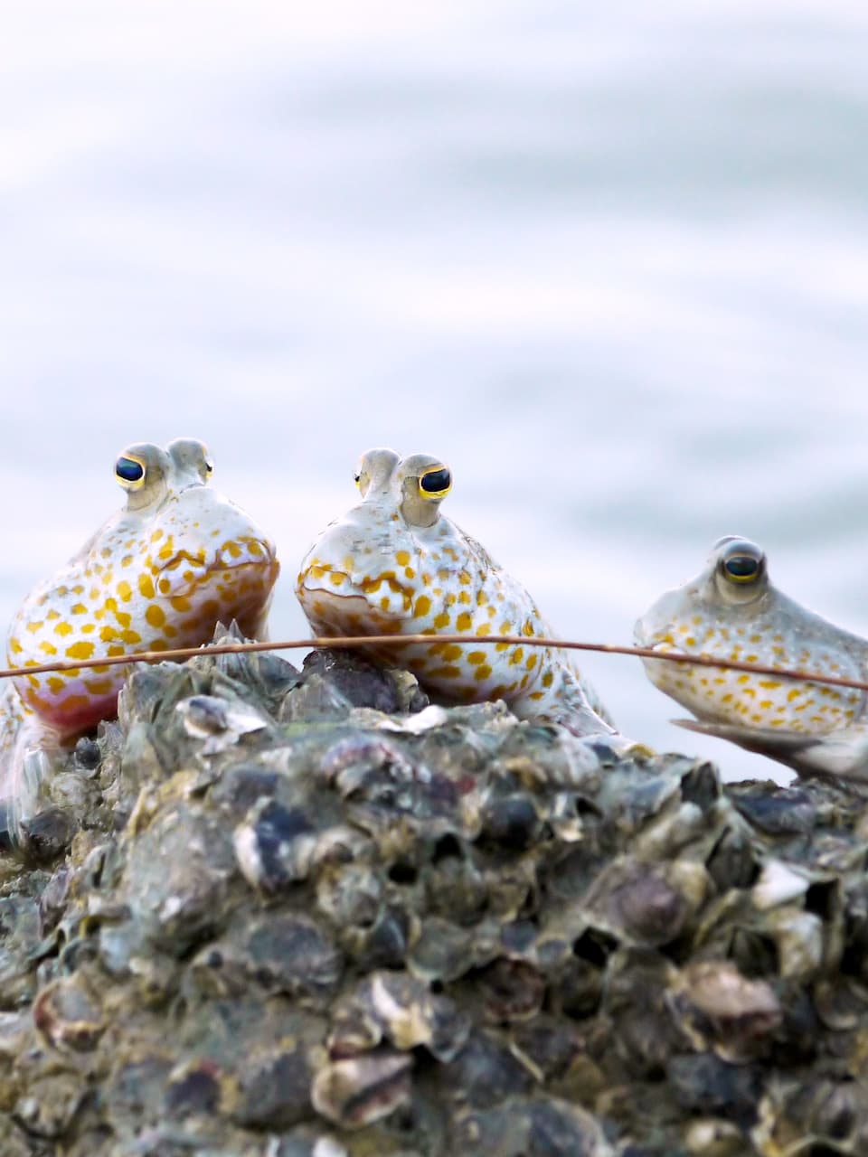 3_Gold-spotted Mudskipper_Adobe Stock