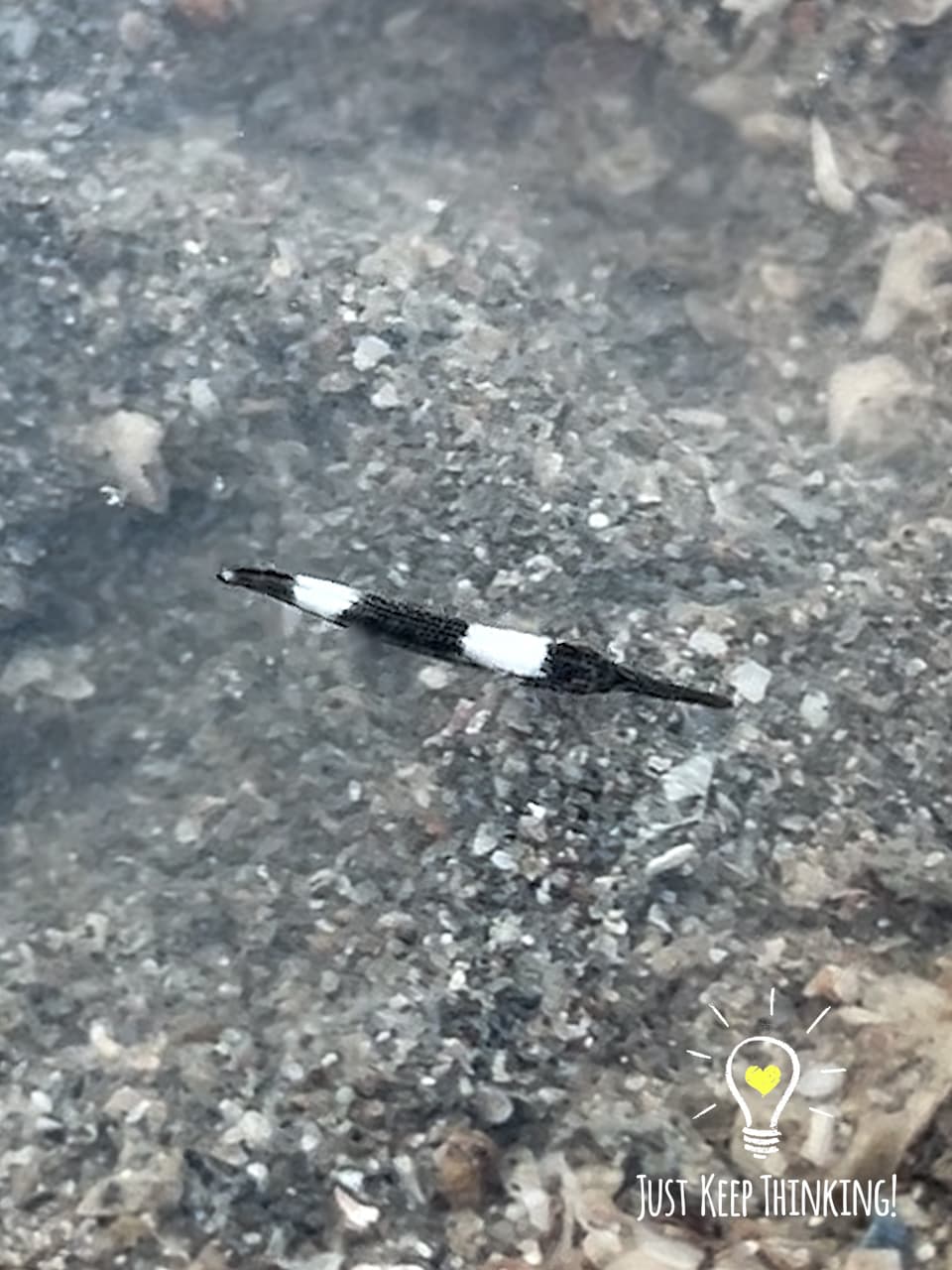 3_Halfbeak_GradedJKT