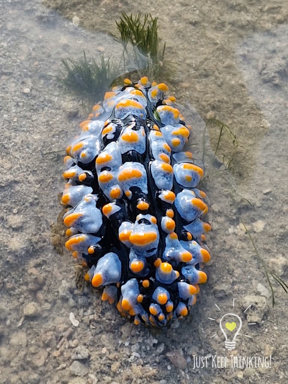 3_Varicose Nudibranch_GradedJKT