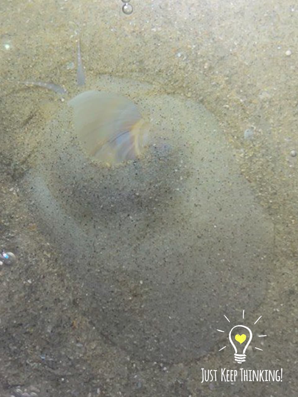 4_Ball Moon Snail_GradedJKT