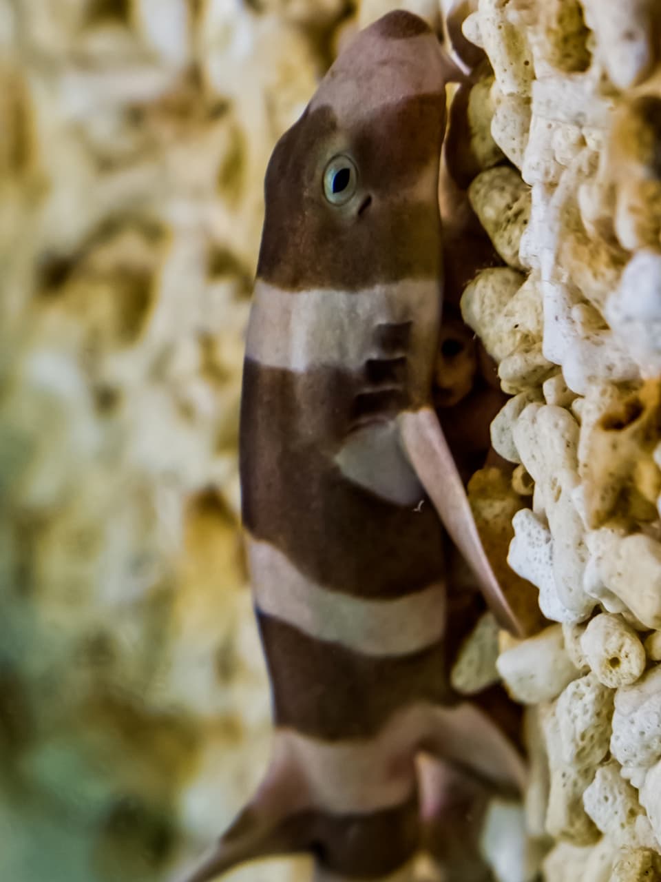 4_Brown-banded Bamboo Shark