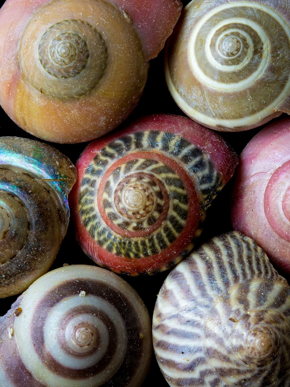 4_Button Snail_Adobe Stock