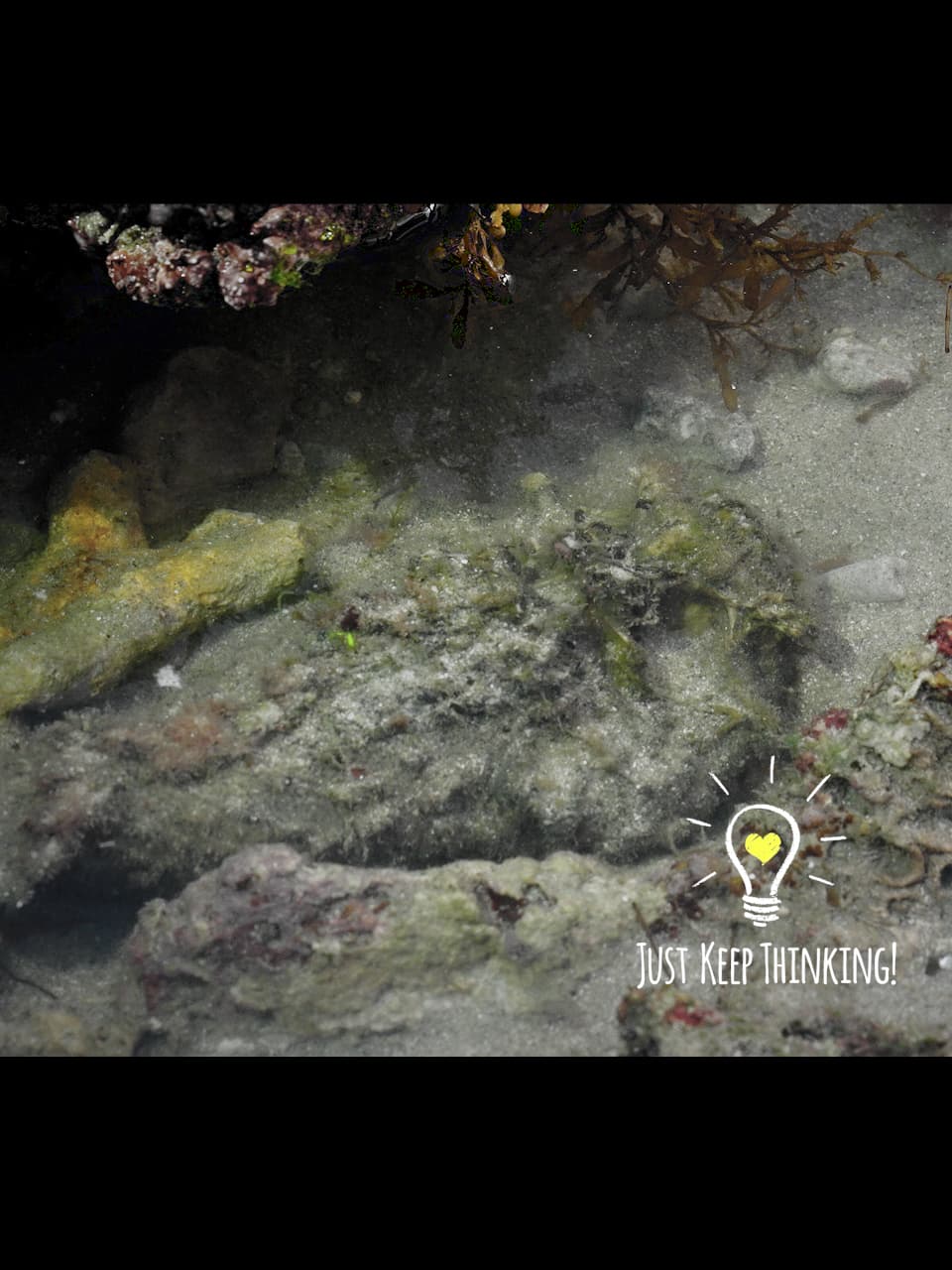 4_Estuarine Stonefish_GradedJKT