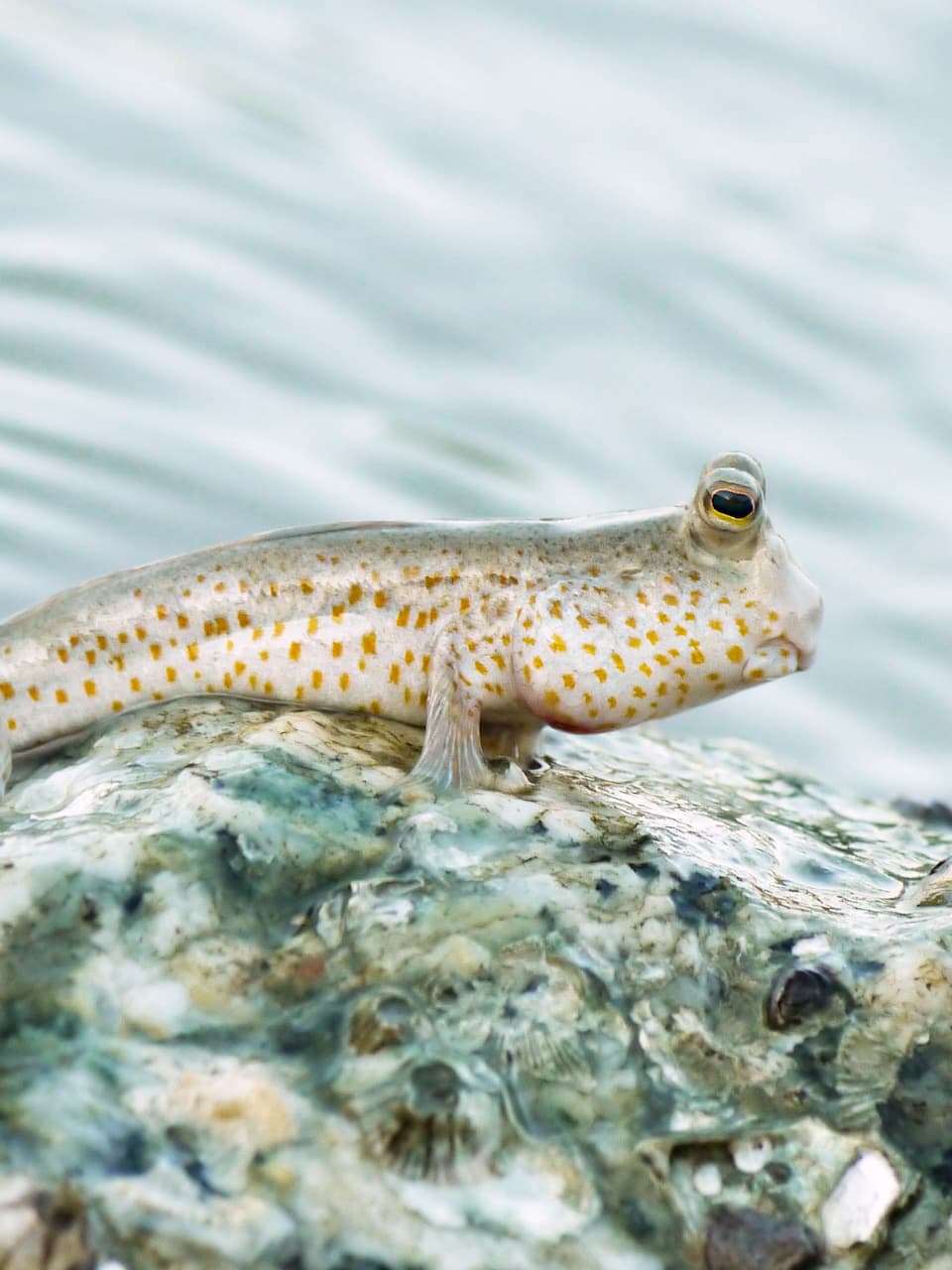 4_Gold-spotted Mudskipper_Adobe Stock