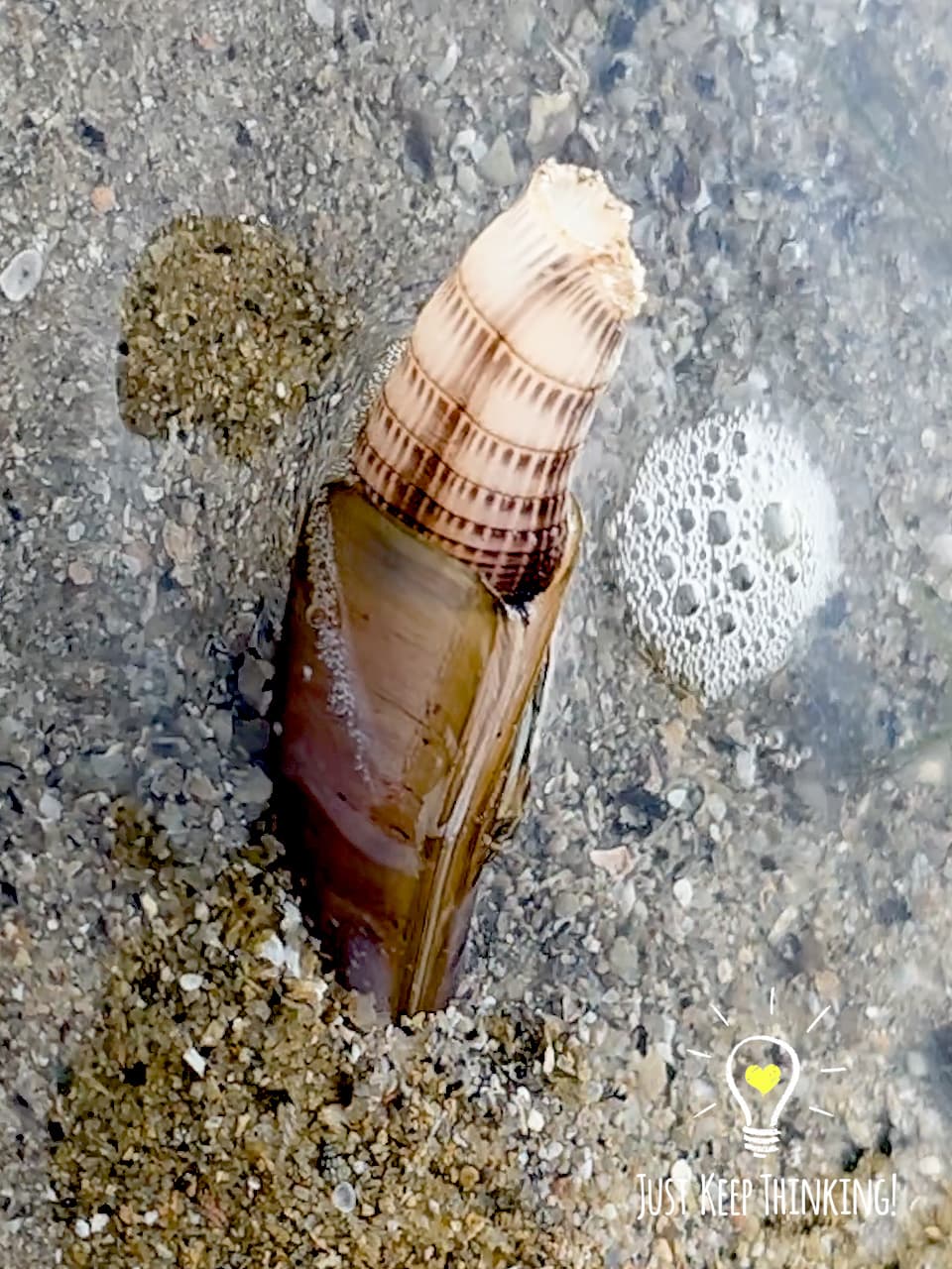 4_Razor Clam_GradedJKT