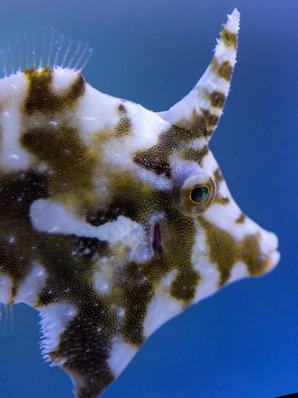 4_Seagrass Filefish_Adobe Stock