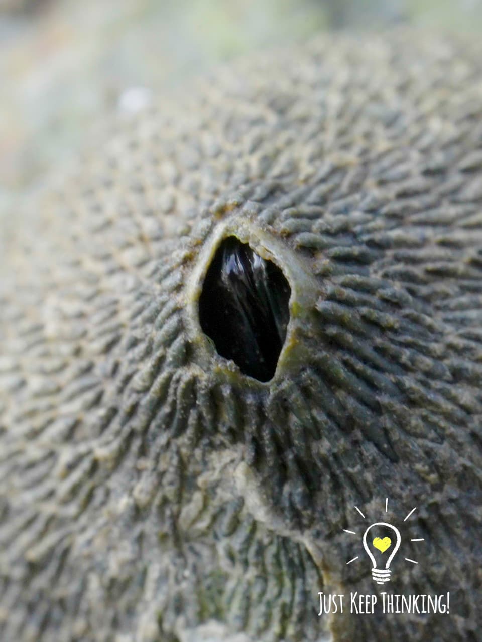 5_Acorn Barnacles_GradedJKT