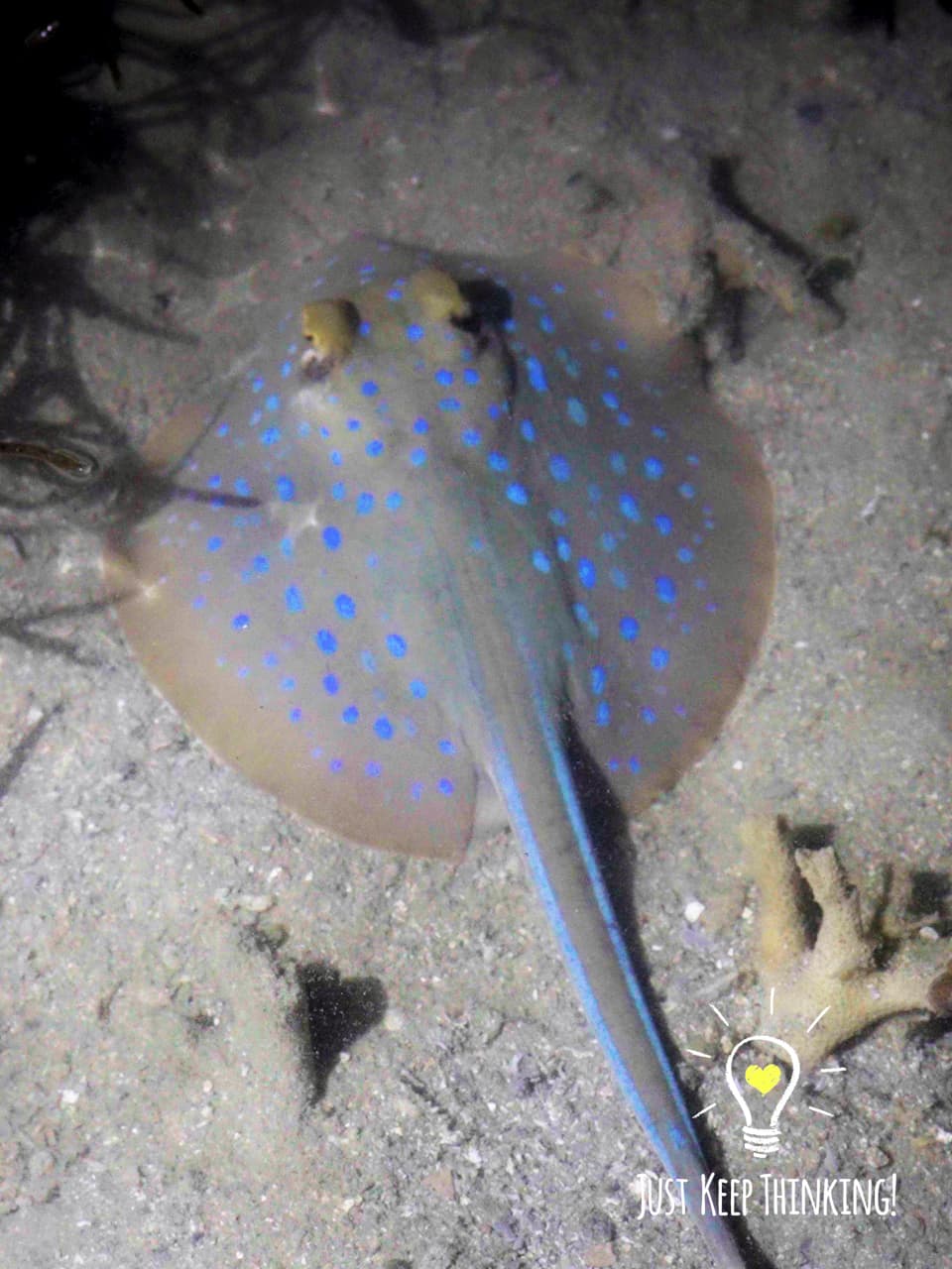 5_Blue-spotted Fantail_GraeddJKT
