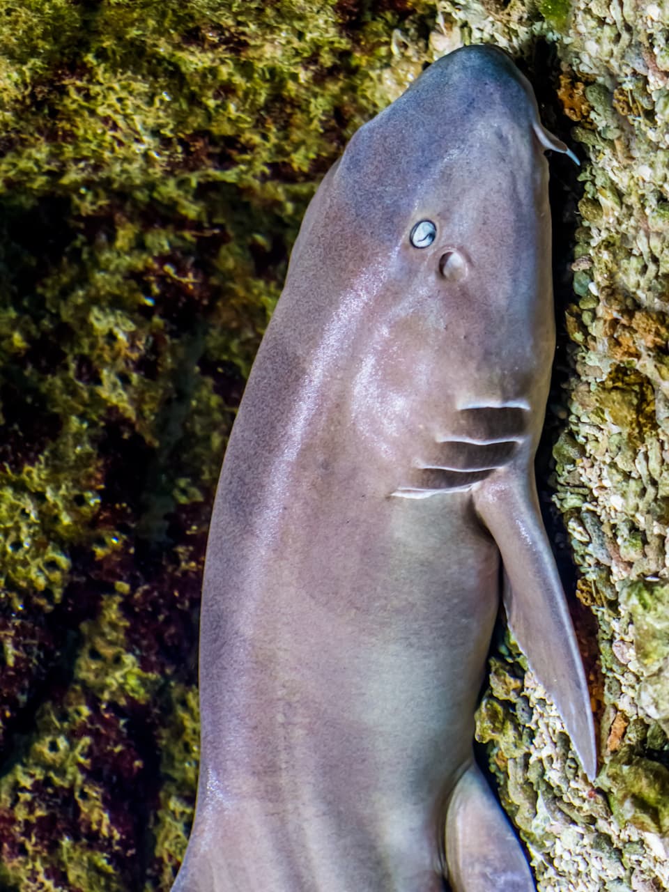 5_Brown-banded Bamboo Shark_Adobe Stock