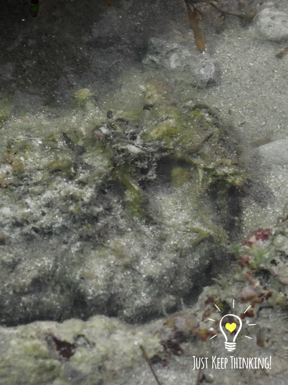 5_Estuarine Stonefish_GradedJKT (1)