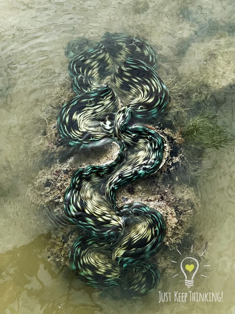 5_Fluted Giant Clam_GradedJKT