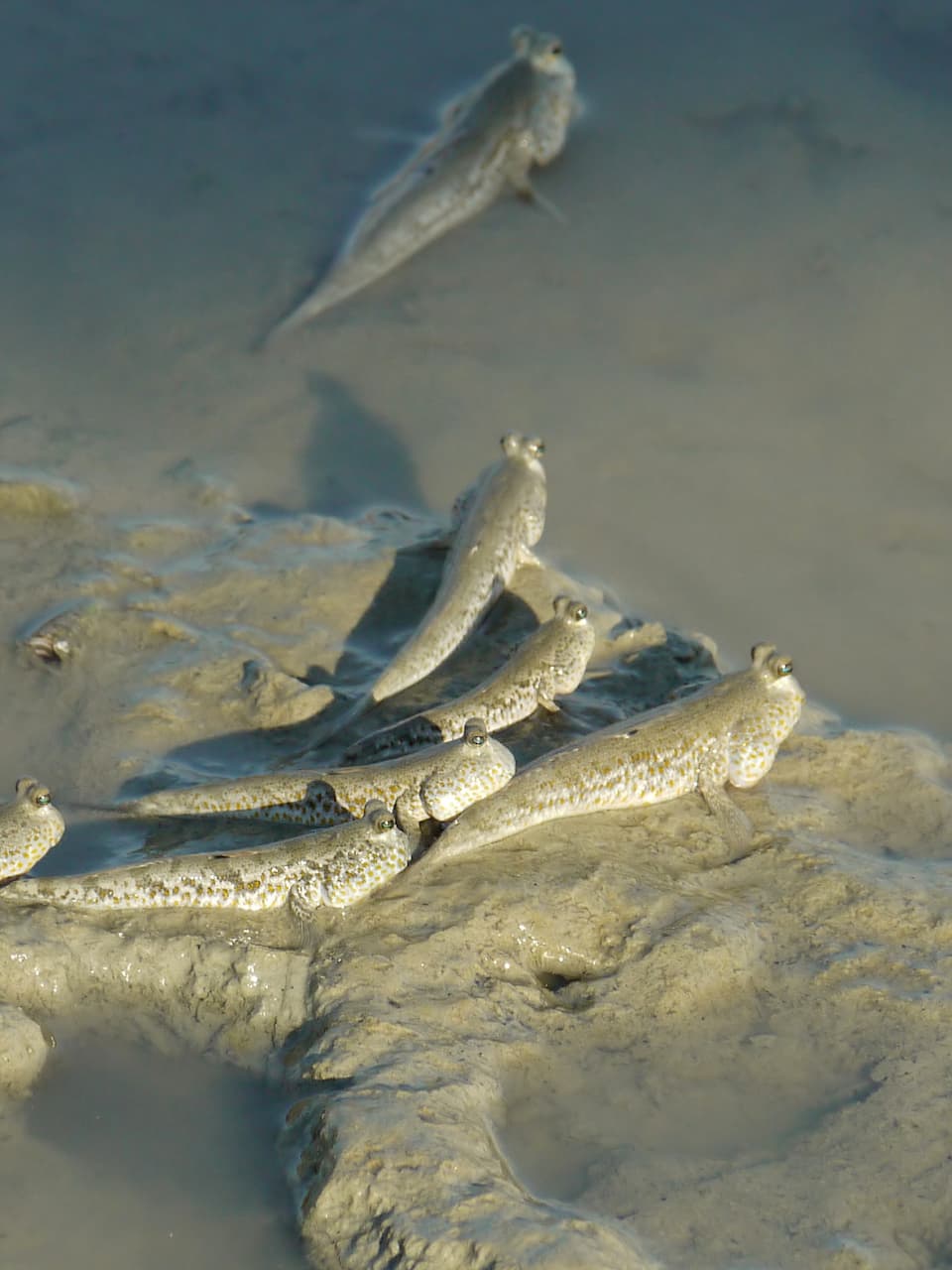 5_Gold-spotted Mudskipper_Adobe Stock