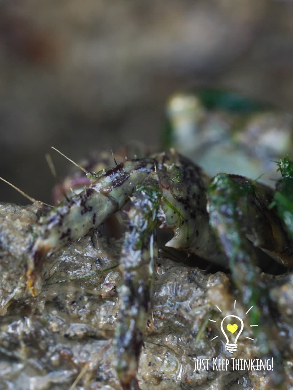 5_Purple Climber Crab_GradedJKT