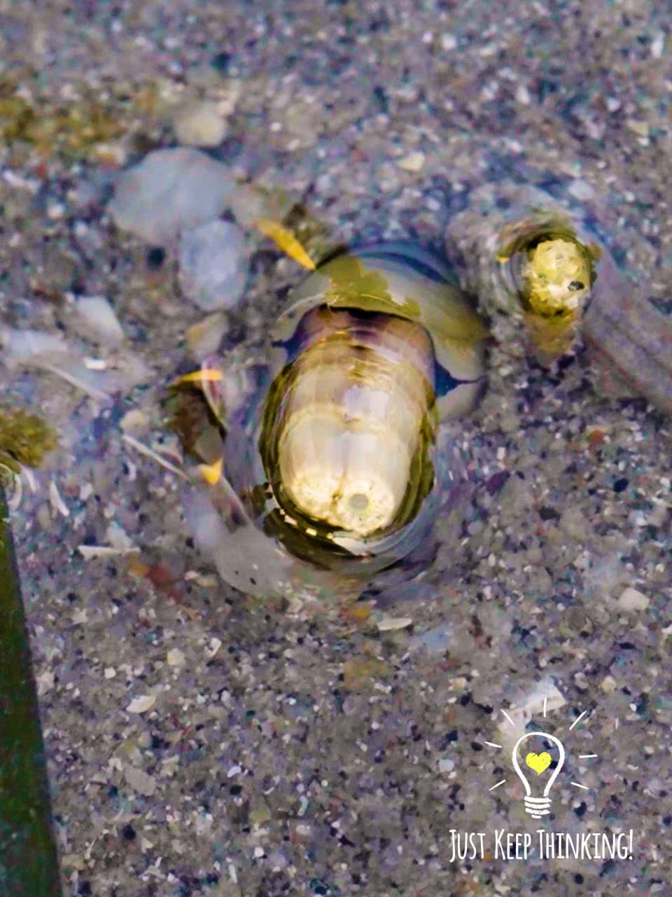 5_Razor Clam_GradedJKT