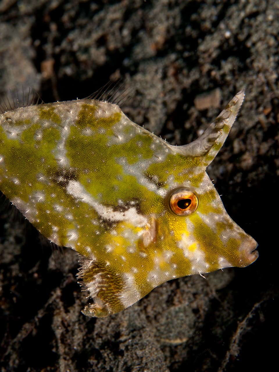 5_Seagrass Filefish_Adobe Stock