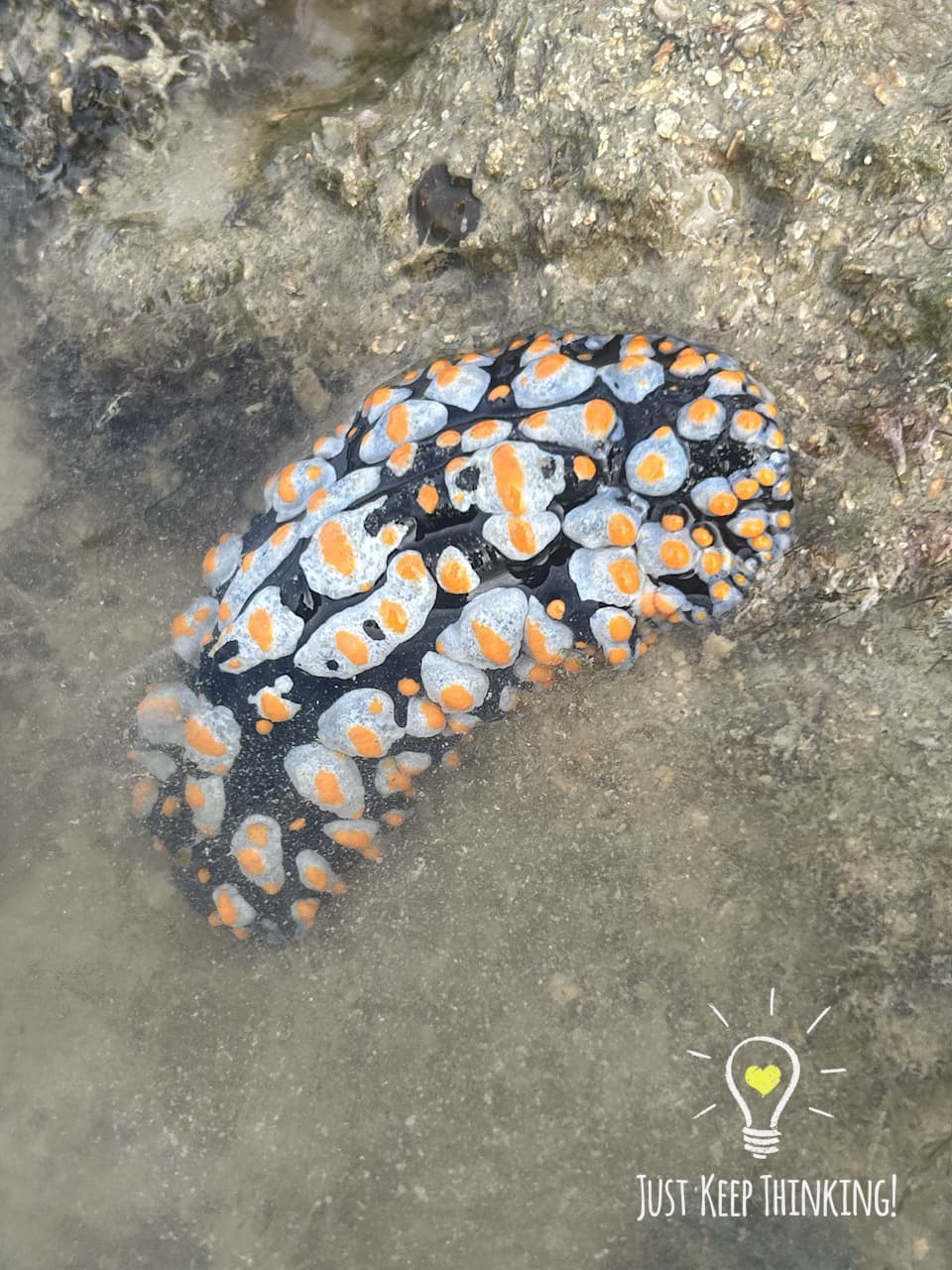 5_Varicose Nudibranch_GradedJKT