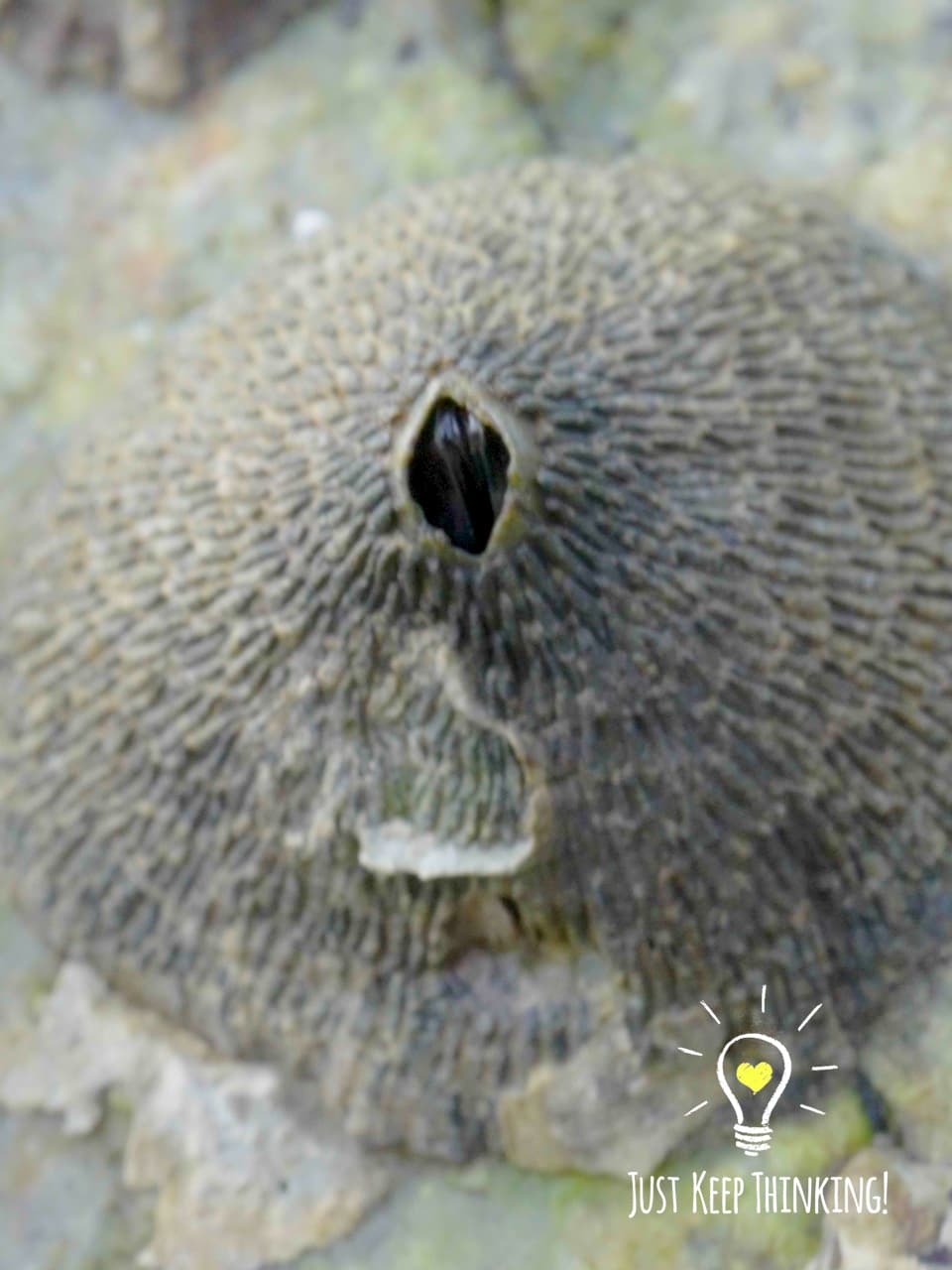 6_Acorn Barnacles_GradedJKT