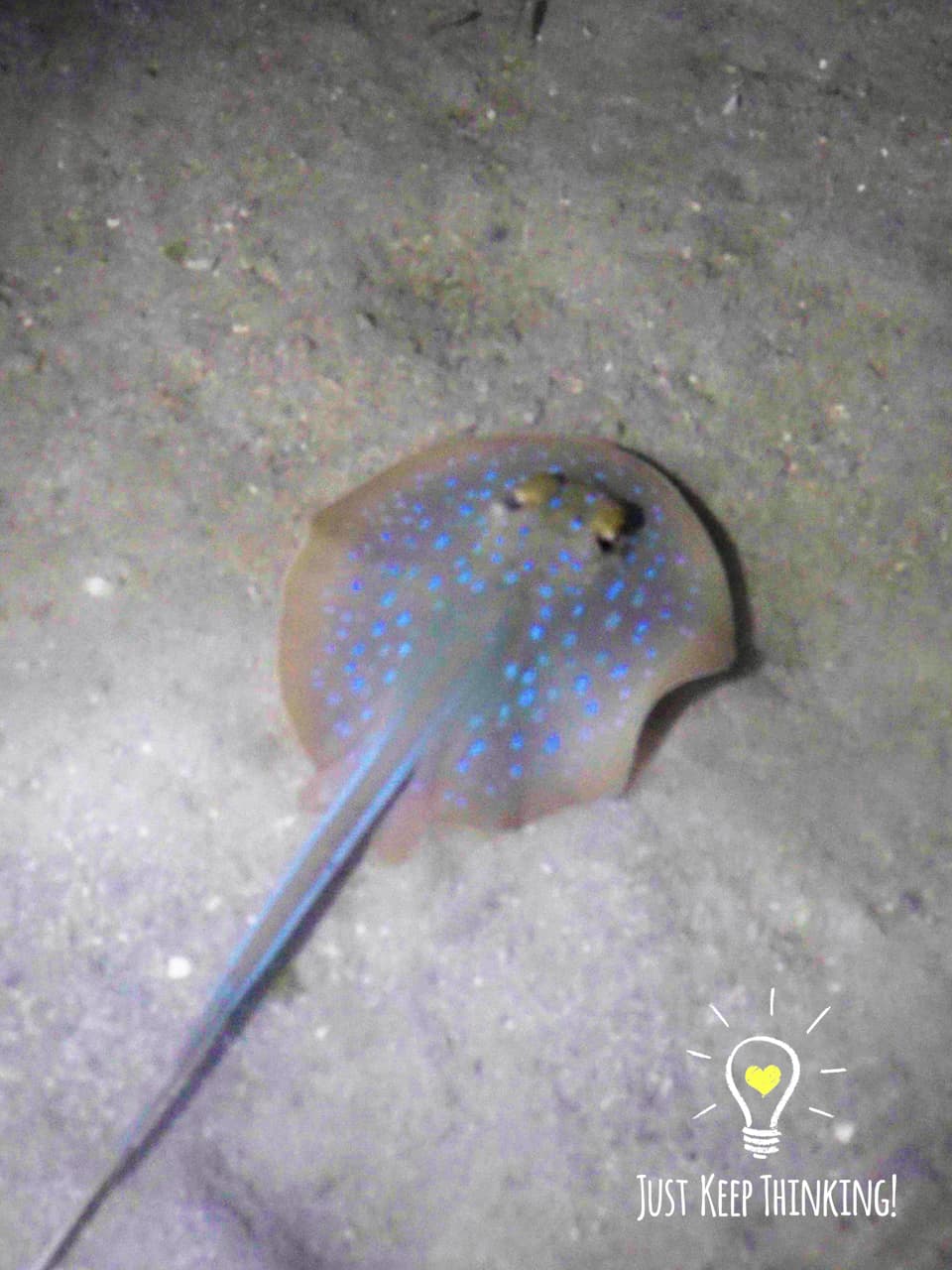 6_Blue-Spotted Fantail_GradedJTK