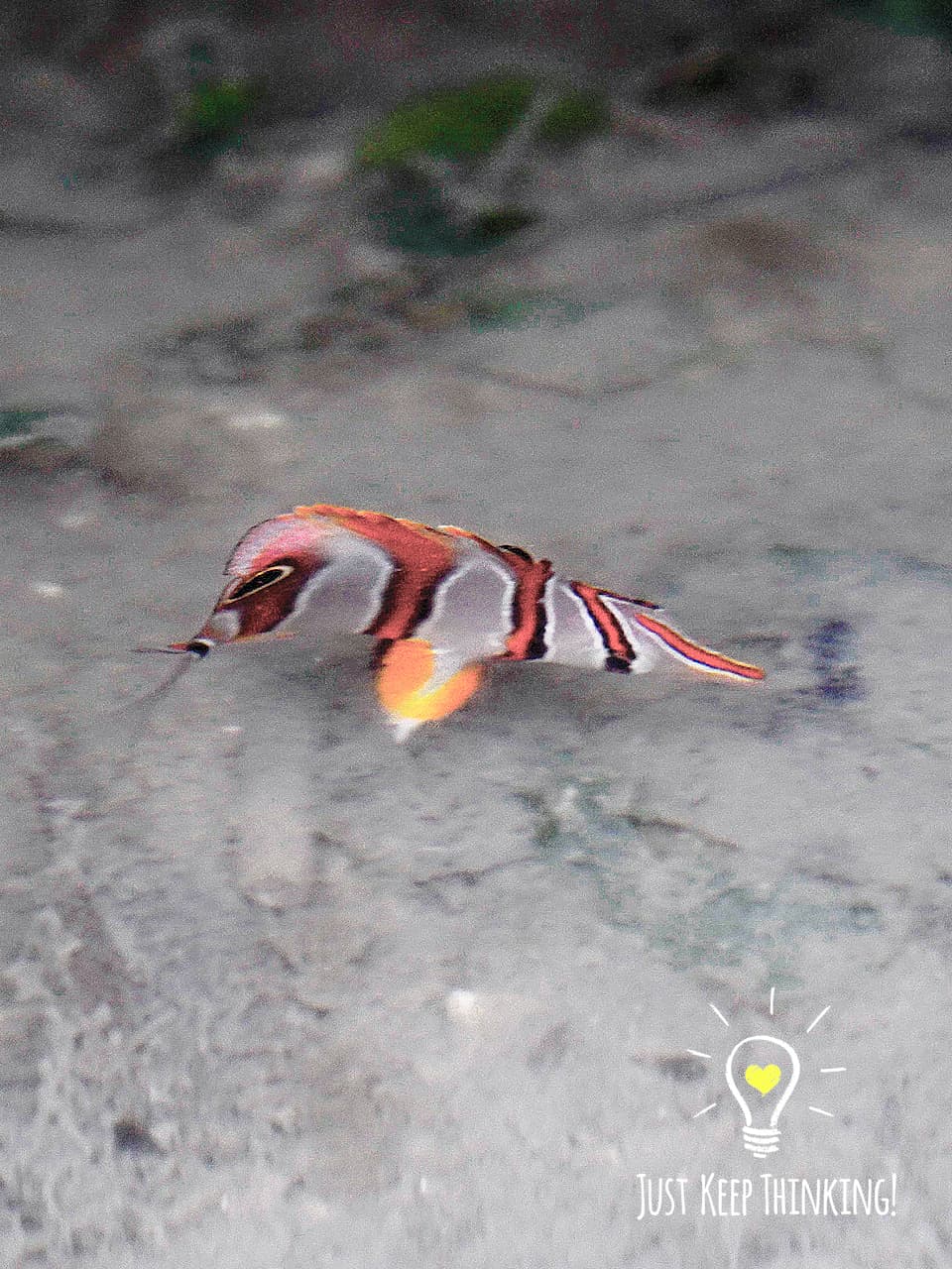 6_Copperband Butterflyfish_GradedJKT