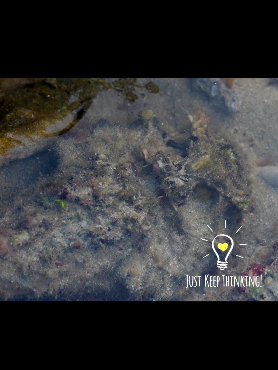 6_Estuarine Stonefish_GradedJKT