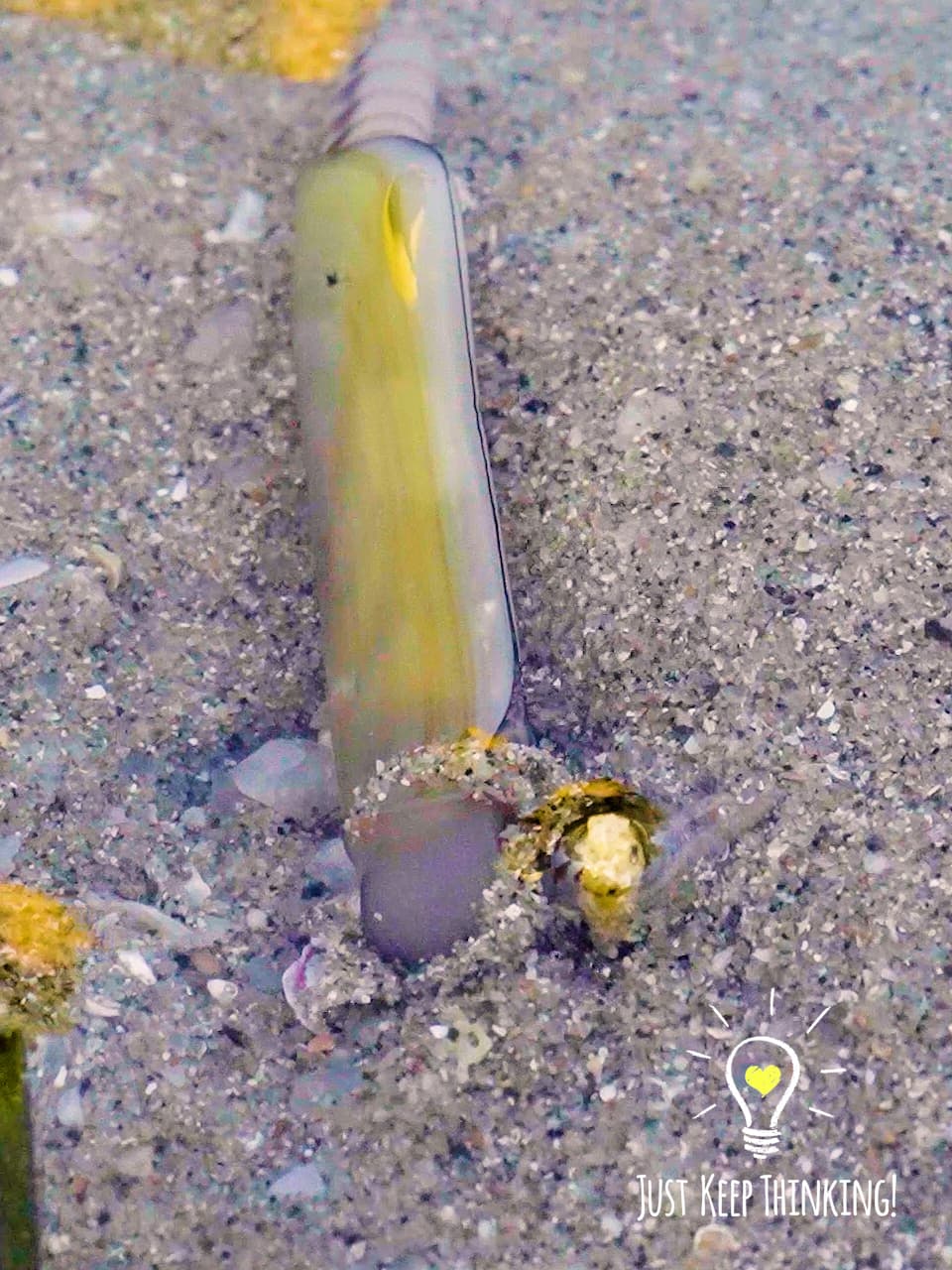 6_Razor Clam_GradedJKT
