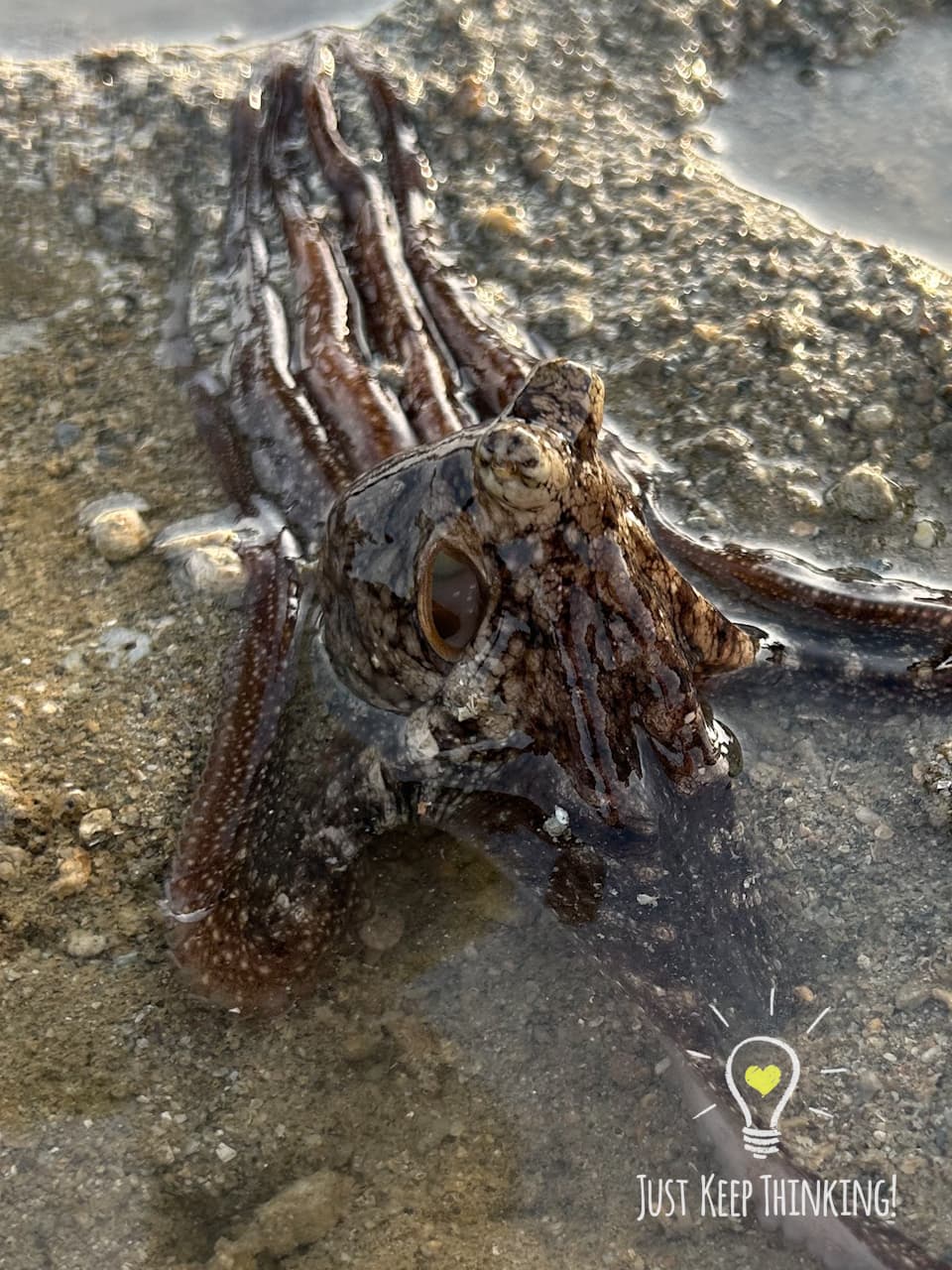 6_Reef Octopus_GradedJKT