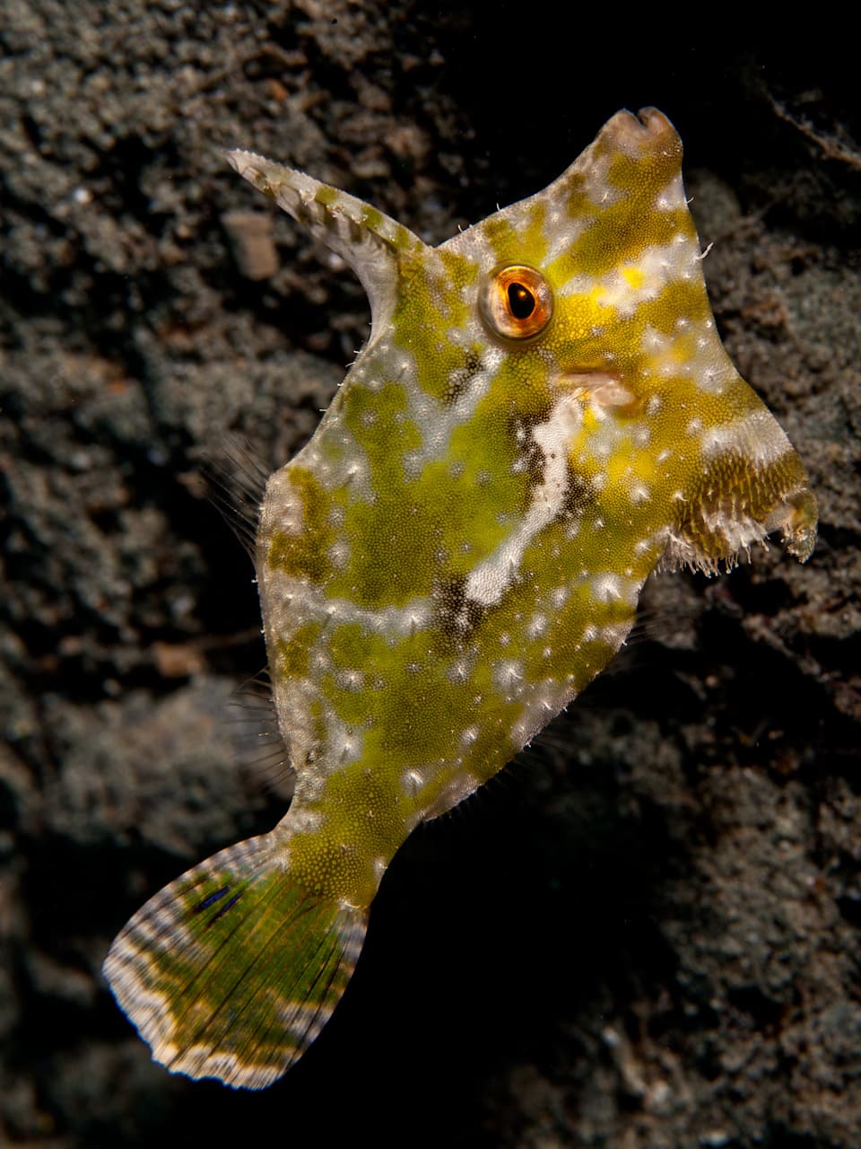 6_Seagrass Filefish_Adobe Stock