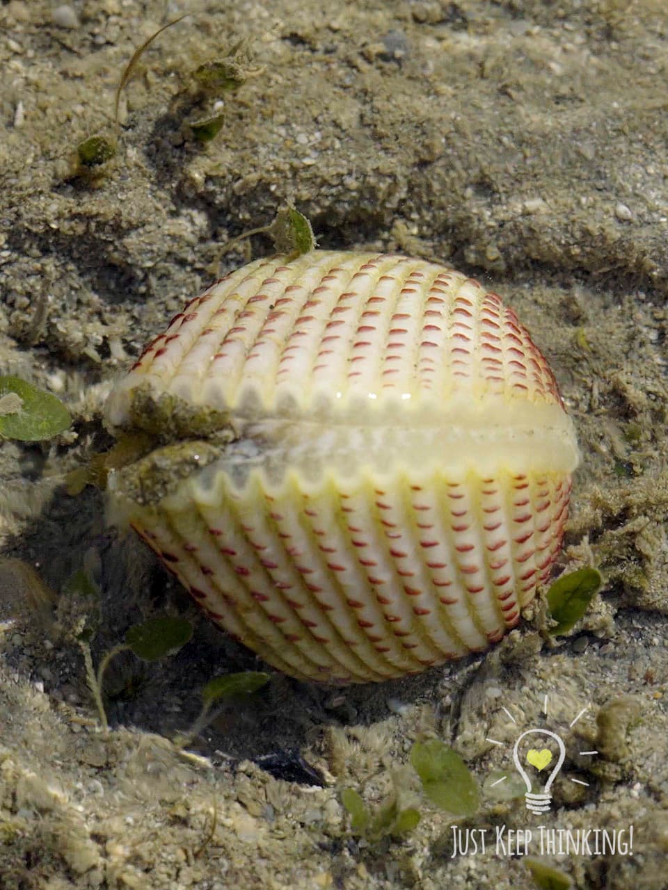 6_Strawberry Cockle_GradedJKT