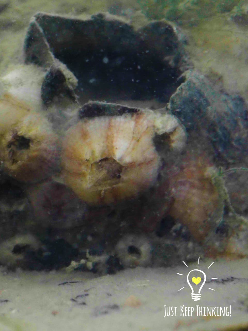 7_Acorn Barnacle_GradedJKT